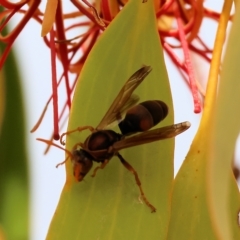Polistes (Polistella) humilis (Common Paper Wasp) at Wodonga - 25 Mar 2023 by KylieWaldon
