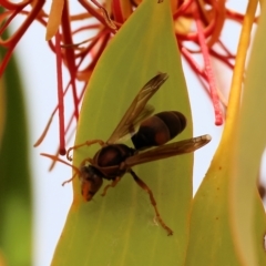 Polistes (Polistella) humilis (Common Paper Wasp) at Federation Hill - 25 Mar 2023 by KylieWaldon