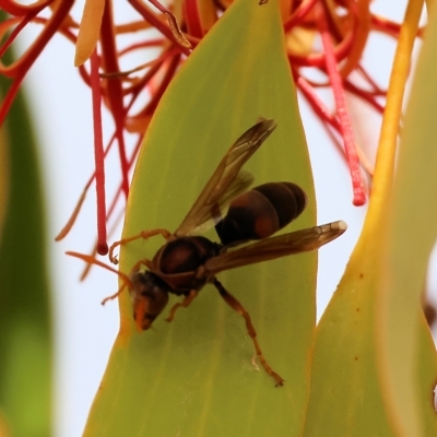 Polistes (Polistella) humilis (Common Paper Wasp) at Wodonga - 25 Mar 2023 by KylieWaldon