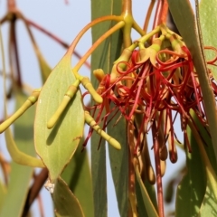 Amyema miquelii (Box Mistletoe) at Wodonga - 25 Mar 2023 by KylieWaldon