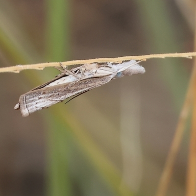 Unidentified Pyralid or Snout Moth (Pyralidae & Crambidae) at Wodonga - 25 Mar 2023 by KylieWaldon