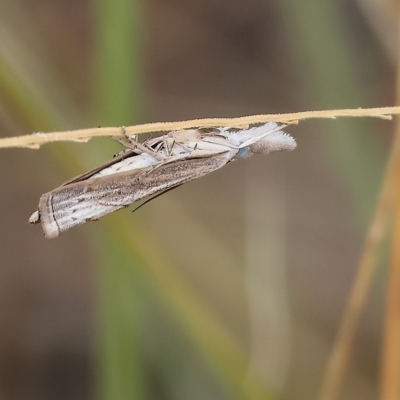 Unidentified Pyralid or Snout Moth (Pyralidae & Crambidae) at Federation Hill - 25 Mar 2023 by KylieWaldon