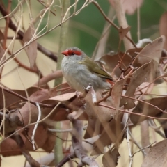 Neochmia temporalis (Red-browed Finch) at West Wodonga, VIC - 25 Mar 2023 by KylieWaldon