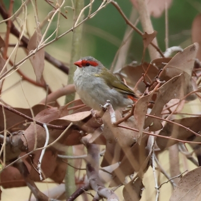 Neochmia temporalis (Red-browed Finch) at Federation Hill - 25 Mar 2023 by KylieWaldon