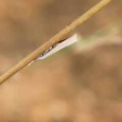 Unidentified Concealer moth (Oecophoridae) at Wodonga - 26 Mar 2023 by KylieWaldon
