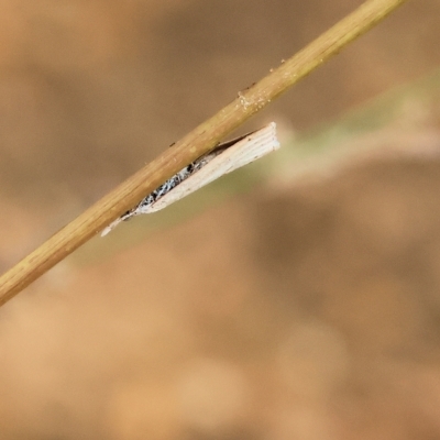 Unidentified Concealer moth (Oecophoridae) at West Wodonga, VIC - 26 Mar 2023 by KylieWaldon