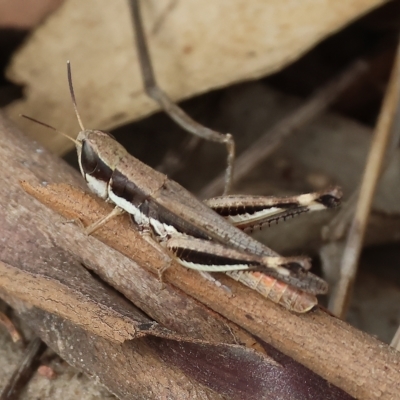 Macrotona australis (Common Macrotona Grasshopper) at Federation Hill - 26 Mar 2023 by KylieWaldon