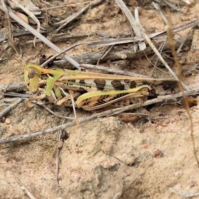 Chortoicetes terminifera (Australian Plague Locust) at Wodonga - 26 Mar 2023 by KylieWaldon