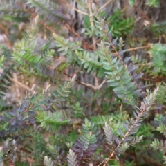 Unidentified Other Wildflower or Herb at West Wodonga, VIC - 26 Mar 2023 by KylieWaldon