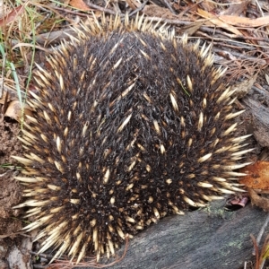 Tachyglossus aculeatus at Penrose, NSW - 28 Mar 2023