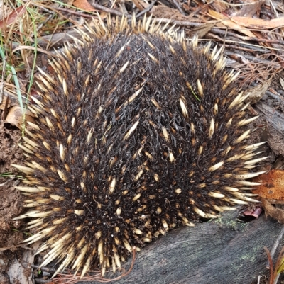 Tachyglossus aculeatus (Short-beaked Echidna) at Wingecarribee Local Government Area - 28 Mar 2023 by Aussiegall