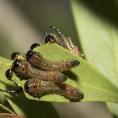 Pergidae sp. (family) (Unidentified Sawfly) at Higgins, ACT - 28 Mar 2023 by AlisonMilton