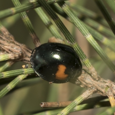 Orcus bilunulatus (Ladybird beetle) at Higgins, ACT - 28 Mar 2023 by AlisonMilton