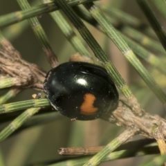 Orcus bilunulatus (Ladybird beetle) at Higgins, ACT - 28 Mar 2023 by AlisonMilton