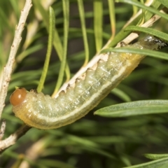 Unidentified Sawfly (Hymenoptera, Symphyta) at Scullin, ACT - 28 Mar 2023 by AlisonMilton