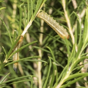 Pergidae sp. (family) at Scullin, ACT - 28 Mar 2023