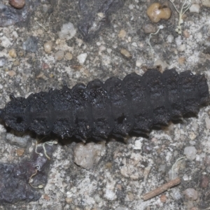 Porrostoma sp. (genus) at Scullin, ACT - 28 Mar 2023