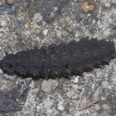 Porrostoma sp. (genus) (Lycid, Net-winged beetle) at Scullin, ACT - 28 Mar 2023 by AlisonMilton