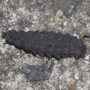 Porrostoma sp. (genus) at Scullin, ACT - 28 Mar 2023