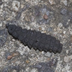 Porrostoma sp. (genus) at Scullin, ACT - 28 Mar 2023 02:42 PM