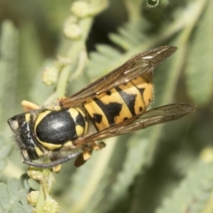 Vespula germanica (European Wasp, German Yellowjacket Wasp) at Higgins, ACT - 28 Mar 2023 by AlisonMilton