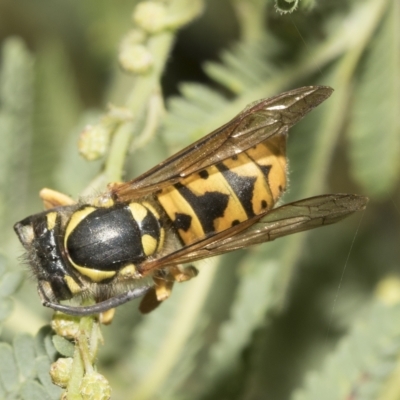 Vespula germanica (European wasp) at Higgins, ACT - 28 Mar 2023 by AlisonMilton