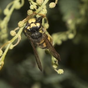 Vespula germanica at Higgins, ACT - 28 Mar 2023 02:24 PM