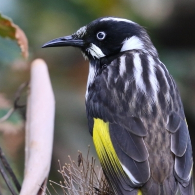 Phylidonyris novaehollandiae (New Holland Honeyeater) at Acton, ACT - 28 Mar 2023 by RodDeb