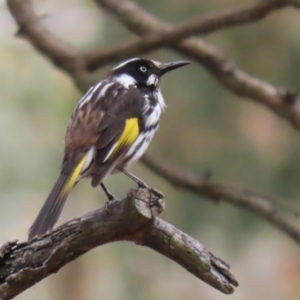 Phylidonyris novaehollandiae at Acton, ACT - 28 Mar 2023