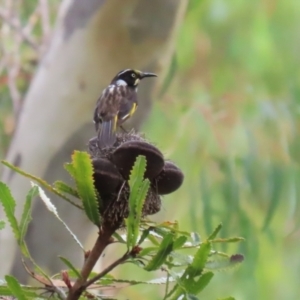 Phylidonyris novaehollandiae at Acton, ACT - 28 Mar 2023