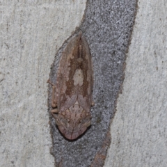 Stenocotis depressa (Leafhopper) at Higgins, ACT - 28 Mar 2023 by AlisonMilton