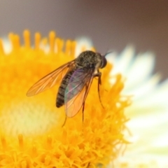 Geron sp. (genus) (Slender Bee Fly) at Acton, ACT - 28 Mar 2023 by RodDeb