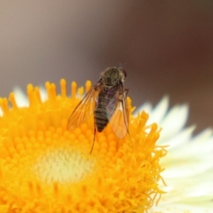 Geron sp. (genus) at Acton, ACT - 28 Mar 2023