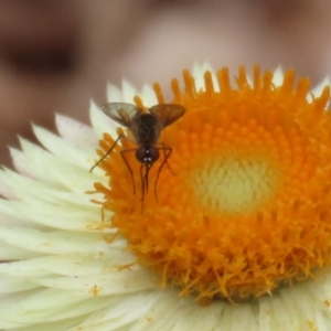 Geron sp. (genus) at Acton, ACT - 28 Mar 2023