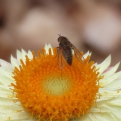 Geron sp. (genus) at Acton, ACT - 28 Mar 2023