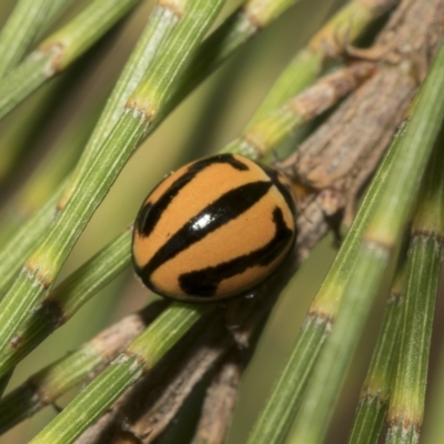 Micraspis frenata (Striped Ladybird) at Higgins, ACT - 28 Mar 2023 by AlisonMilton