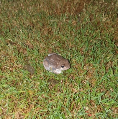 Limnodynastes dumerilii (Eastern Banjo Frog) at Wodonga - 28 Mar 2023 by WJG