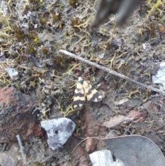 Thallarcha partita (Dark-banded Footman) at Black Mountain - 28 Mar 2023 by Venture