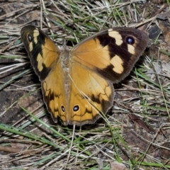 Heteronympha merope (Common Brown Butterfly) at Higgins, ACT - 28 Mar 2023 by AlisonMilton