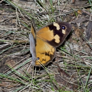 Heteronympha merope at Higgins, ACT - 28 Mar 2023 02:06 PM