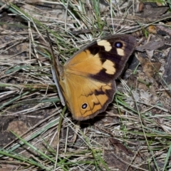 Heteronympha merope at Higgins, ACT - 28 Mar 2023