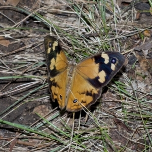 Heteronympha merope at Higgins, ACT - 28 Mar 2023 02:06 PM