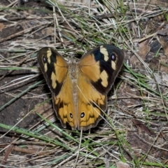 Heteronympha merope at Higgins, ACT - 28 Mar 2023