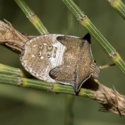 Unverified Shield, Stink or Jewel Bug (Pentatomoidea) at Higgins, ACT - 28 Mar 2023 by AlisonMilton