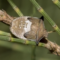 Unidentified Shield, Stink & Jewel Bug (Pentatomoidea) at Higgins, ACT - 28 Mar 2023 by AlisonMilton