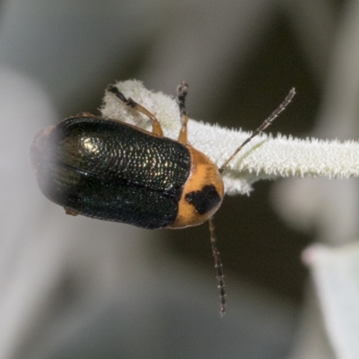 Aporocera (Aporocera) consors (A leaf beetle) at Higgins, ACT - 28 Mar 2023 by AlisonMilton