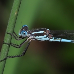 Austrolestes leda (Wandering Ringtail) at Wellington Point, QLD - 26 Mar 2023 by TimL