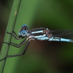 Unidentified Damselfly (Zygoptera) at Wellington Point, QLD - 26 Mar 2023 by TimL