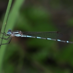 Austrolestes leda at Wellington Point, QLD - suppressed