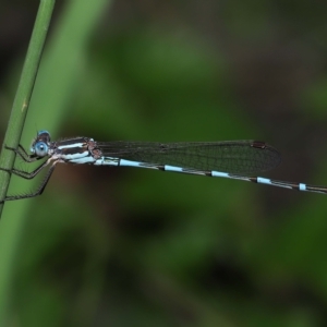 Austrolestes leda at Wellington Point, QLD - suppressed